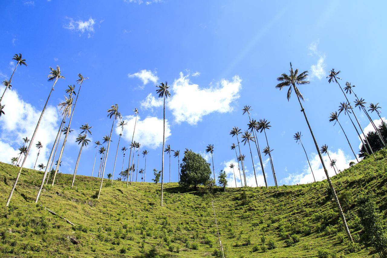 Palmas De Cocora Pensionat Salento Eksteriør billede